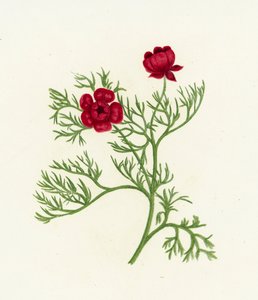 Ojo de faisán, Adonis Autumnalis de English School